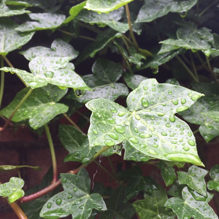 Raindrops On Ivy
