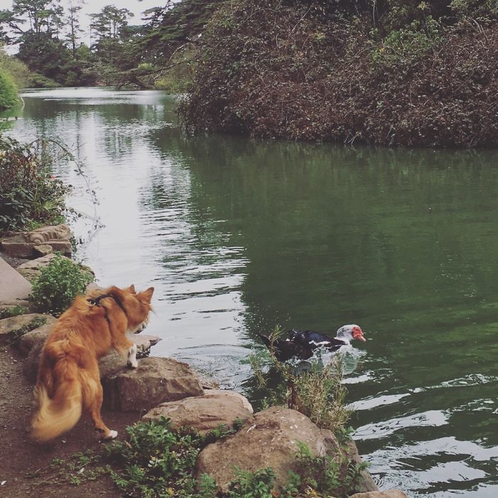 The Naughty Fox Dog Vs The Ducks...