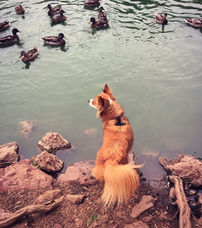The Naughty Fox Dog Vs The Ducks...