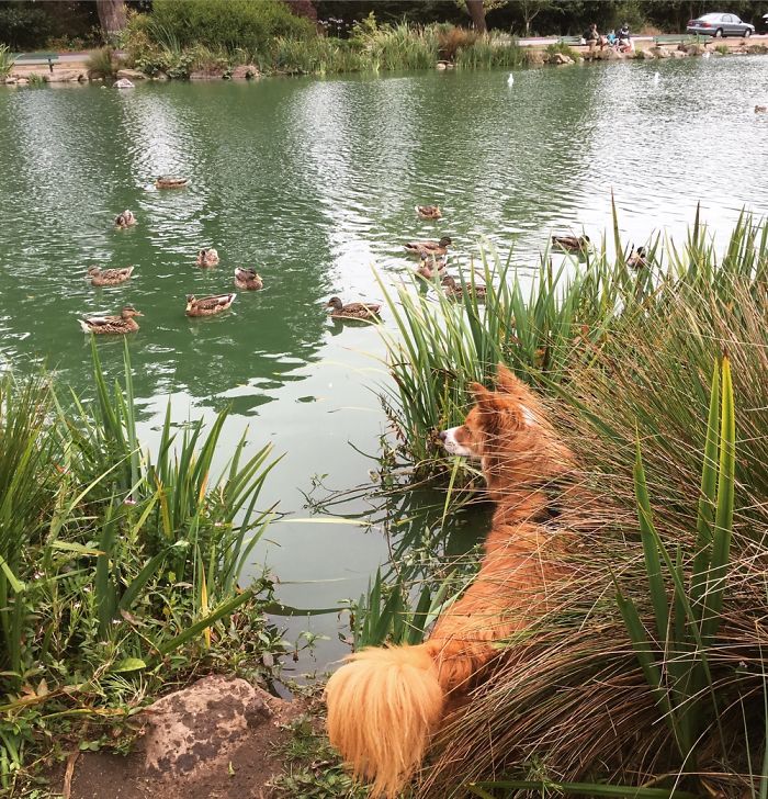 The Naughty Fox Dog Vs The Ducks...