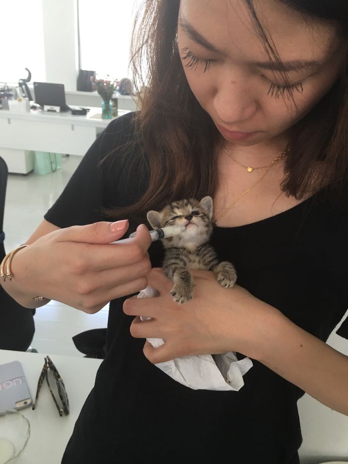 My Friend Found An Abandoned Kitten And Took Her To Work