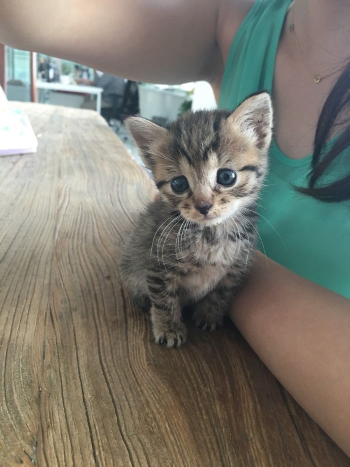 My Friend Found An Abandoned Kitten And Took Her To Work