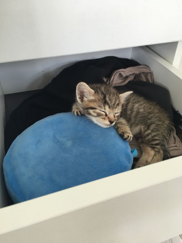 This Little Kitty Just Wanted To Nap In My Office Drawer While Hugging This Hand Warmer.