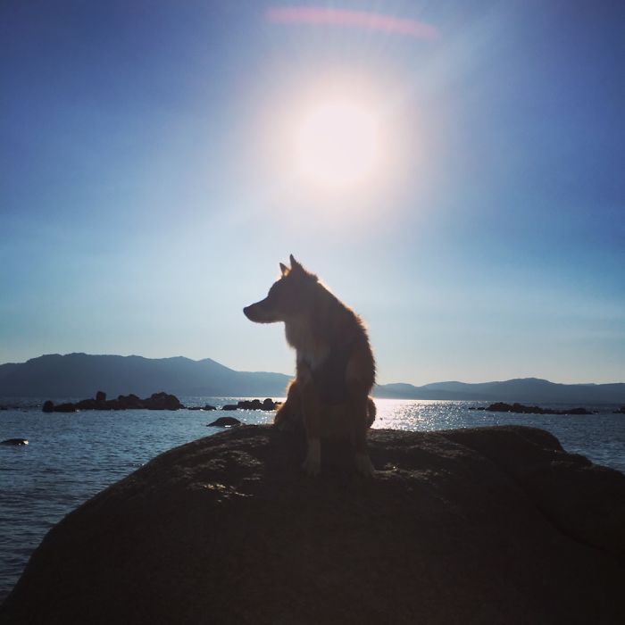 The Foxdog Adventures