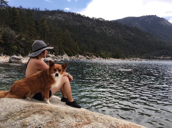The Foxdog Adventures