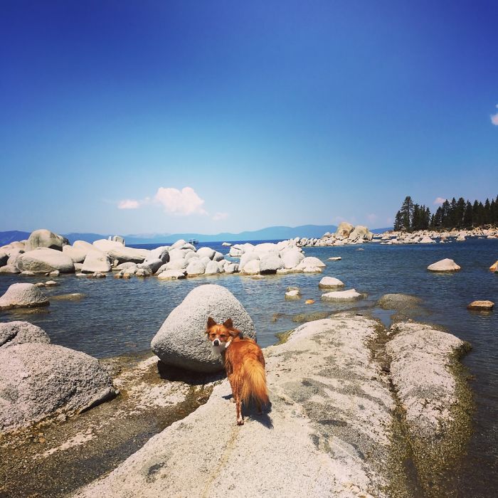 The Foxdog Adventures