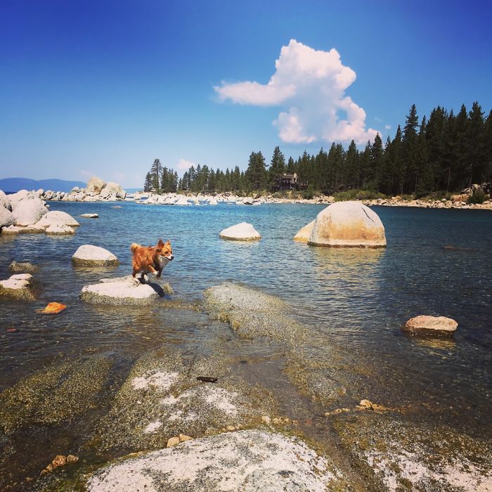 The Foxdog Adventures