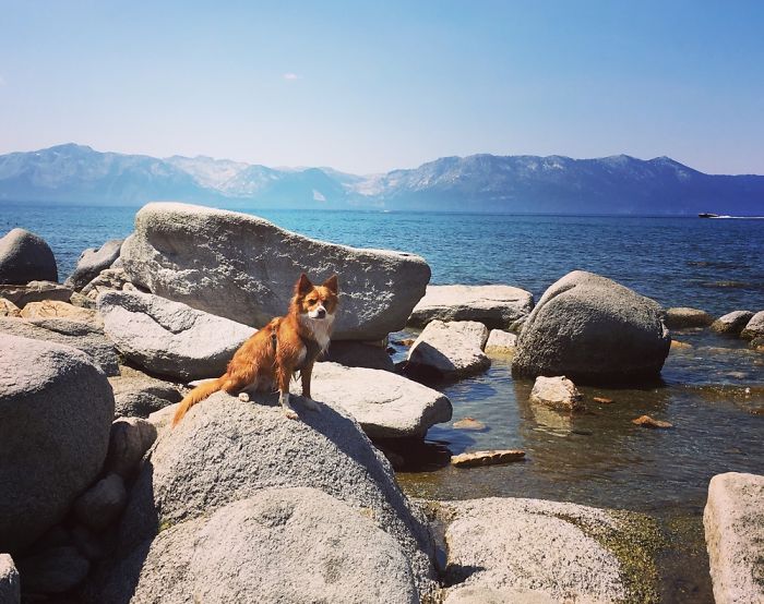 The Foxdog Adventures