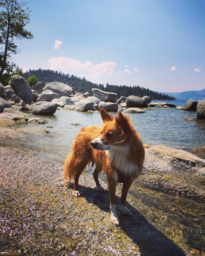The Foxdog Adventures