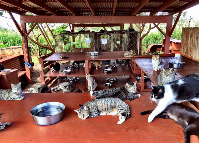 People Come From All Over The World To Cuddle 500 Kitties At This Cat Sanctuary In Hawaii