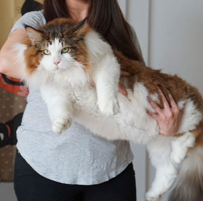The Largest Cat In NYC Who Weighs 28 Lbs And Is Larger Than Most Bobcats