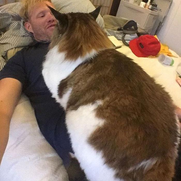 The Largest Cat In NYC Who Weighs 28 Lbs And Is Larger Than Most Bobcats