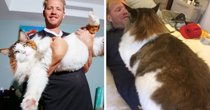 The Largest Cat In NYC Who Weighs 28 Lbs And Is Larger Than Most Bobcats |  Bored Panda