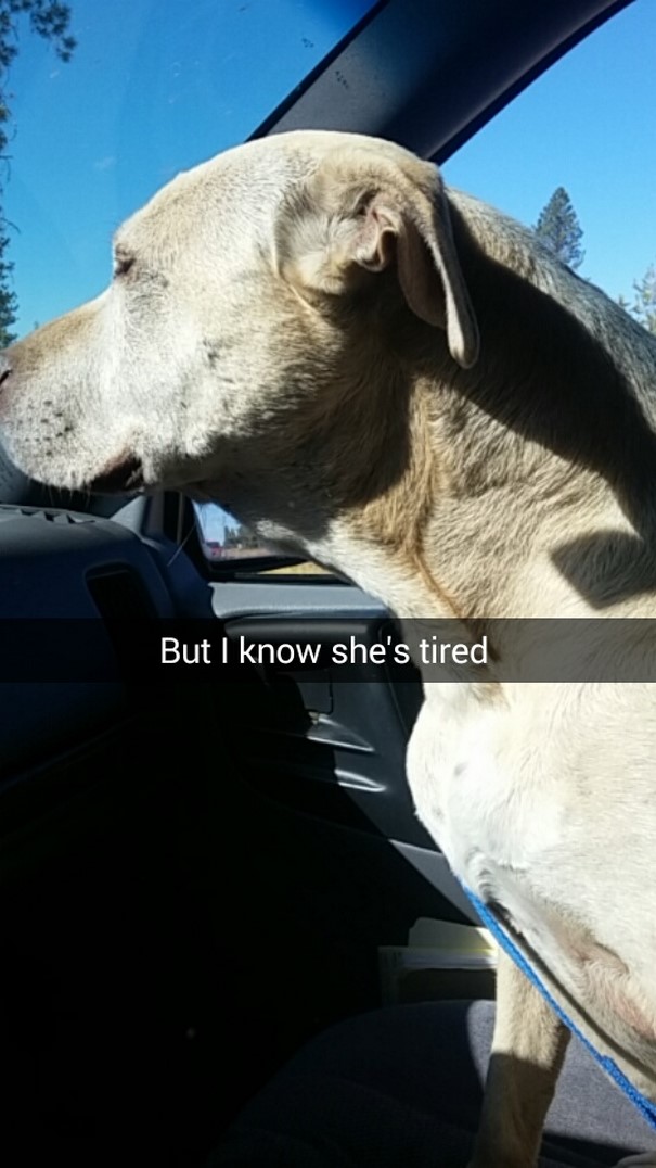 This Woman's Snapchats Of Last Day With Dying Dog Will Make You Cry