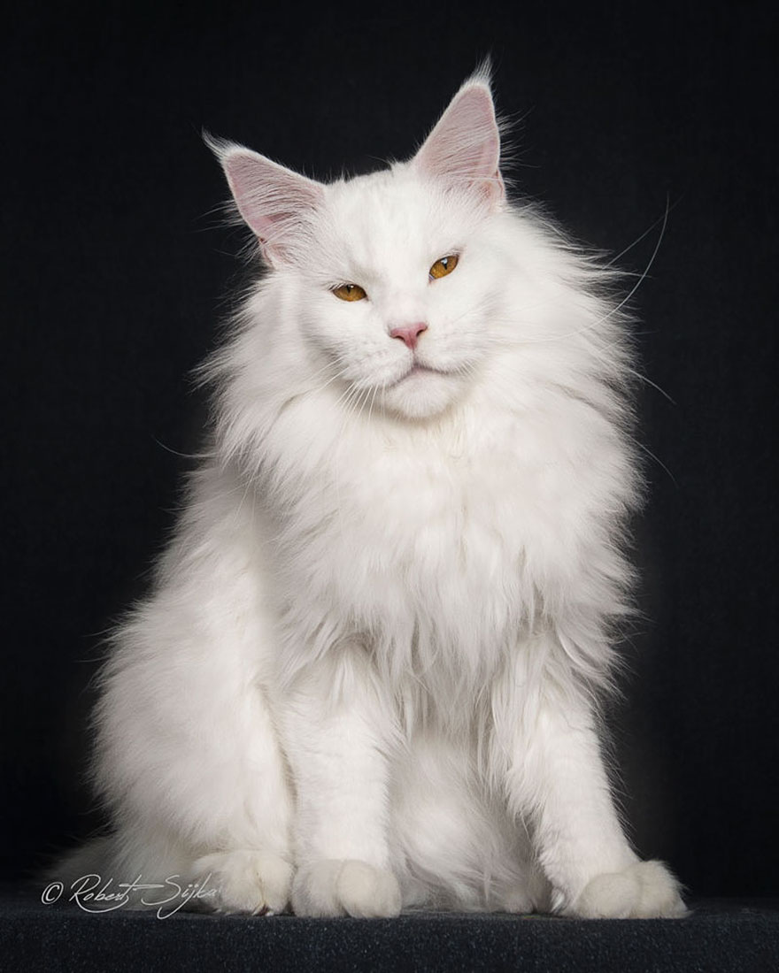 Mythical Beasts Photographer Captures The Majestic Beauty Of Maine Coons Bored Panda