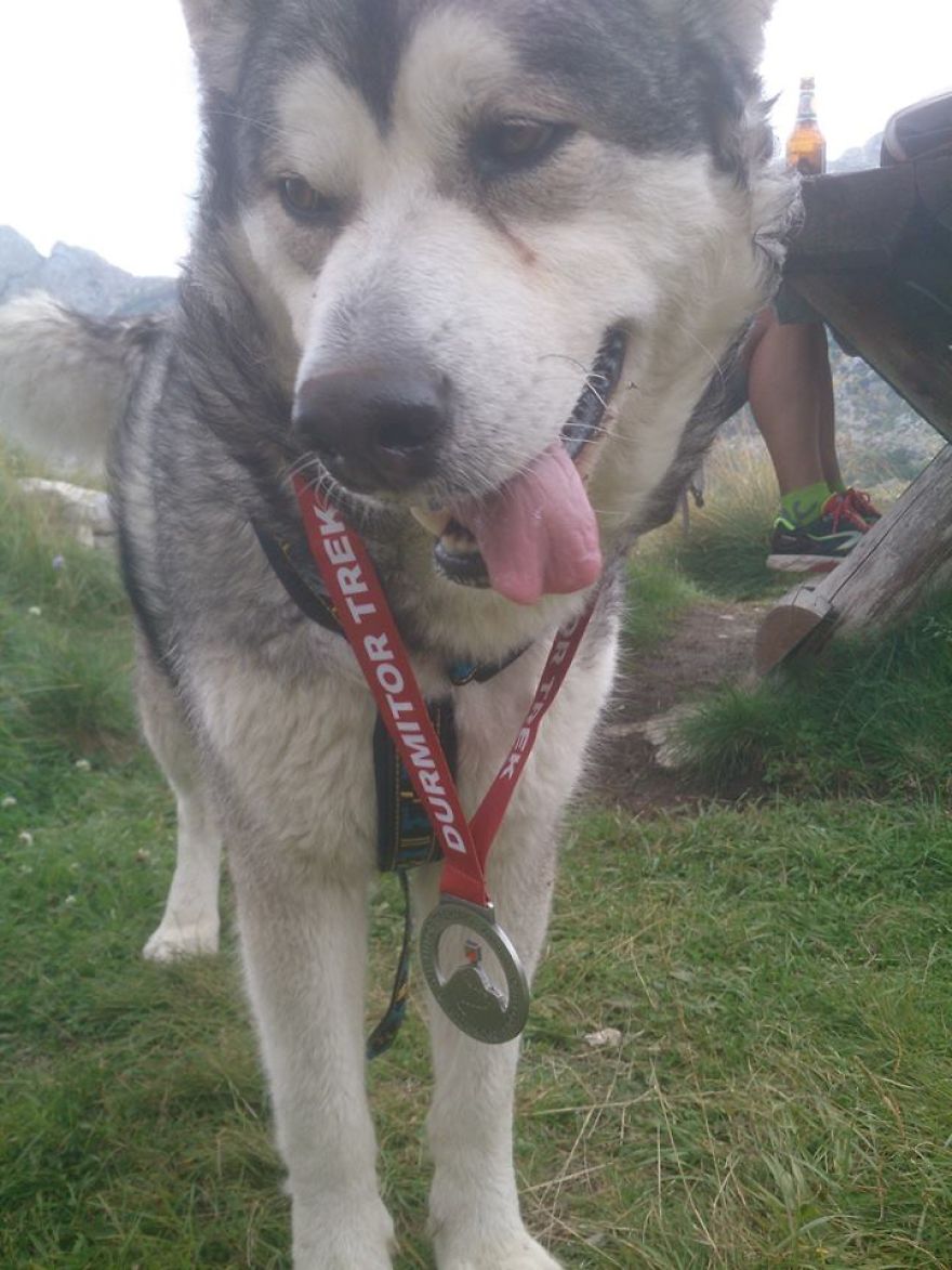Meet Sljemenka, The Dog With Runner's Heart