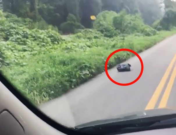 Woman Sees A Moving Garbage Bag On The Road, Stops Her Car To Save It