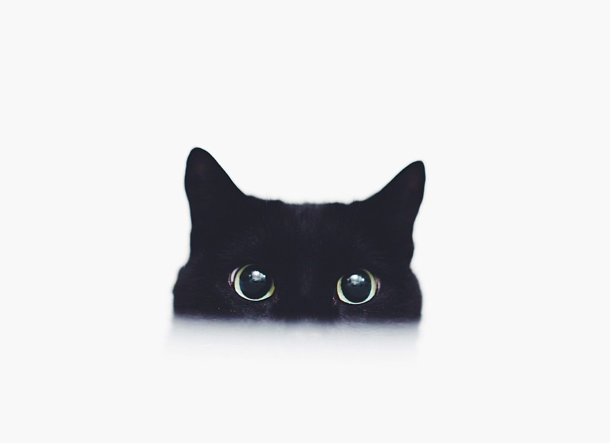 Mysterious Cat