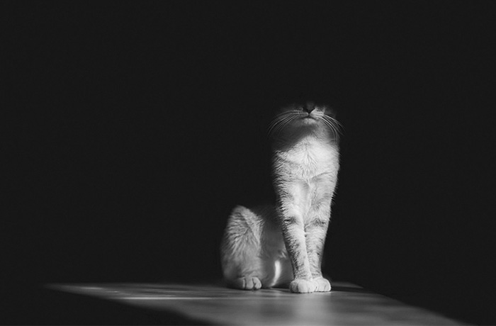 The Mysterious Lives Of Cats Captured In Black & White