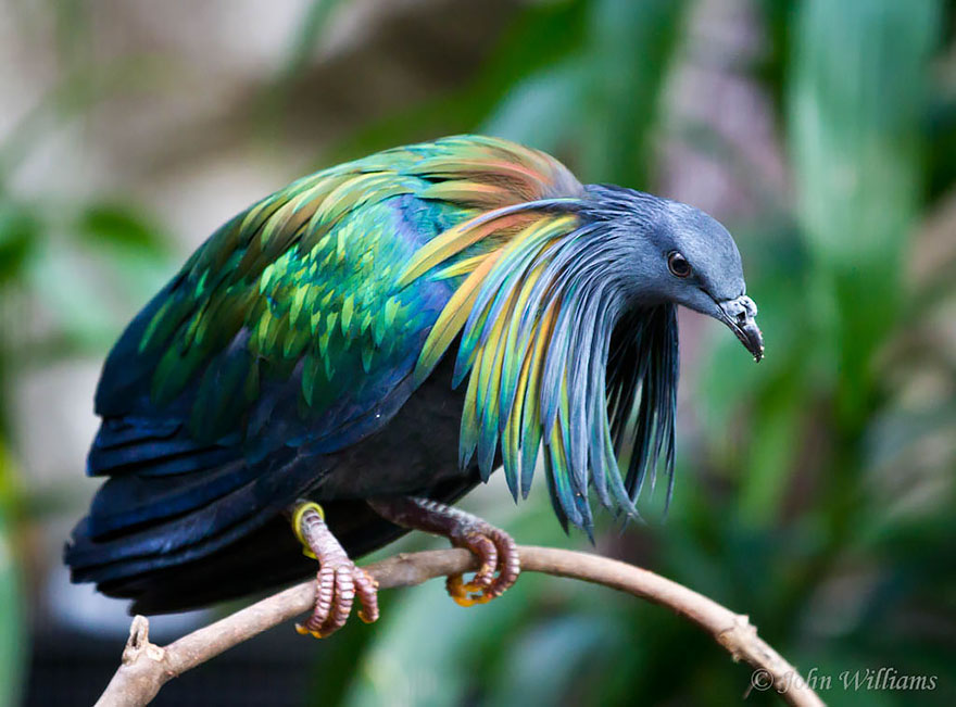 nicobar-pigeon-colorful-dodo-relative-16