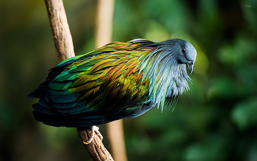 nicobar-pigeon-colorful-dodo-relative-3