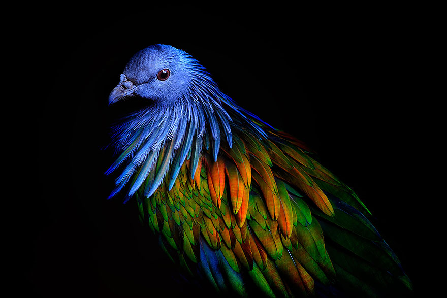 nicobar-pigeon-colorful-dodo-relative-35