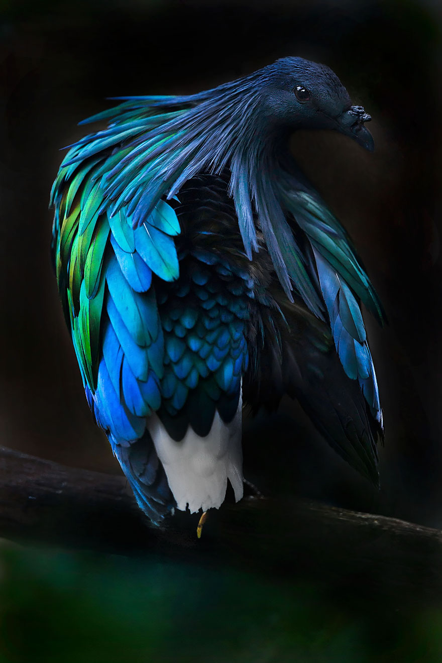 nicobar-pigeon-colorful-dodo-relative-36