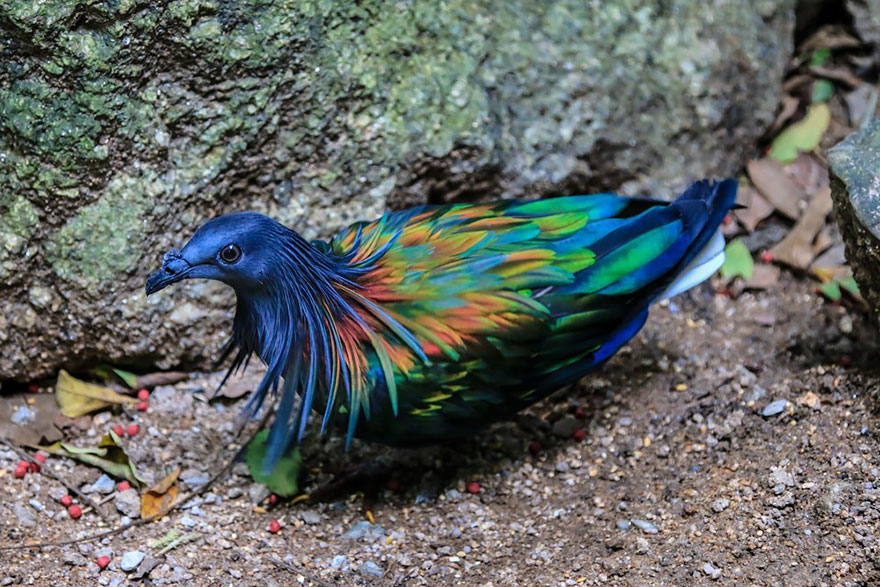 Meet The Closest Living Relative To The Extinct Dodo Bird With Incredibly Colorful Iridescent Feathers