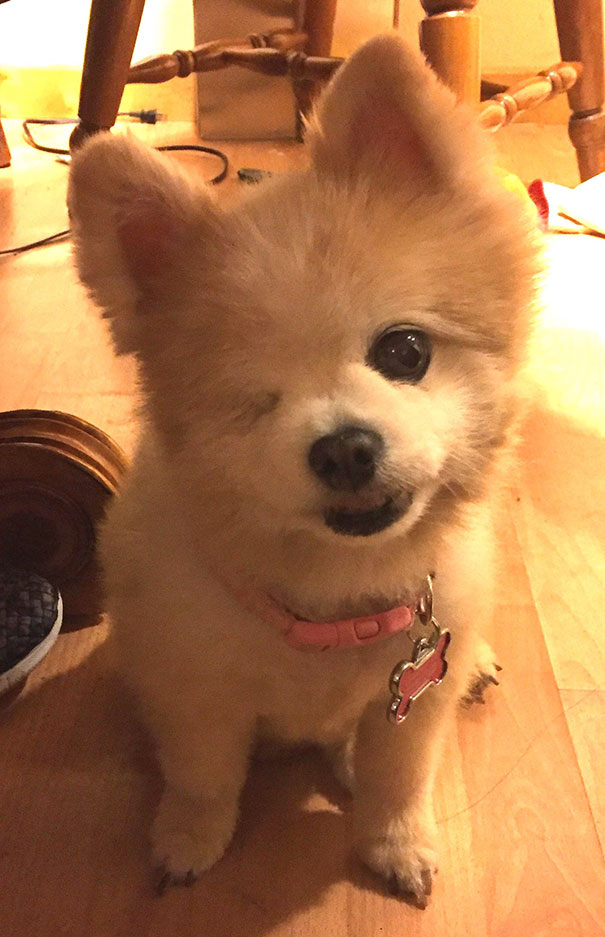 I Would Like To Introduce You To Lady, The 12-Year-Old, One-eyed Pomeranian I Just Adopted