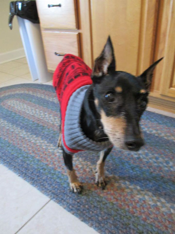 My Ma Adopted This Old, Near Death Dog From Shelter Pet Project. She Had The Day Off For Cold Temperatures. Here's Rocky In His Sweater