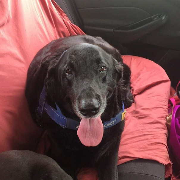 11-Year-Old Black Lab Miley's Dad Had Passed Away. Miley Now Has A New Forever Home In Savannah