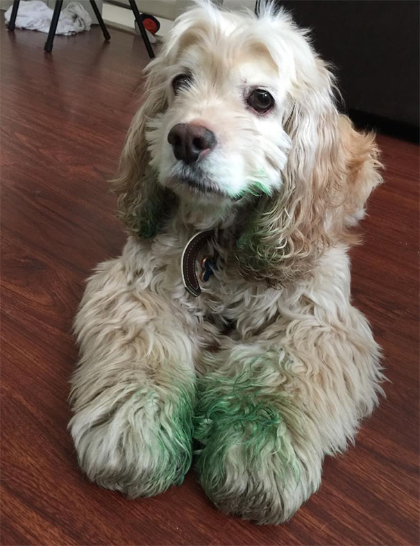 My SO And I Adopted The Dopiest 7-Year-Old Dog About A Year Ago. He Managed To Find A Tube Of Green Food Dye As A Snack Yesterday