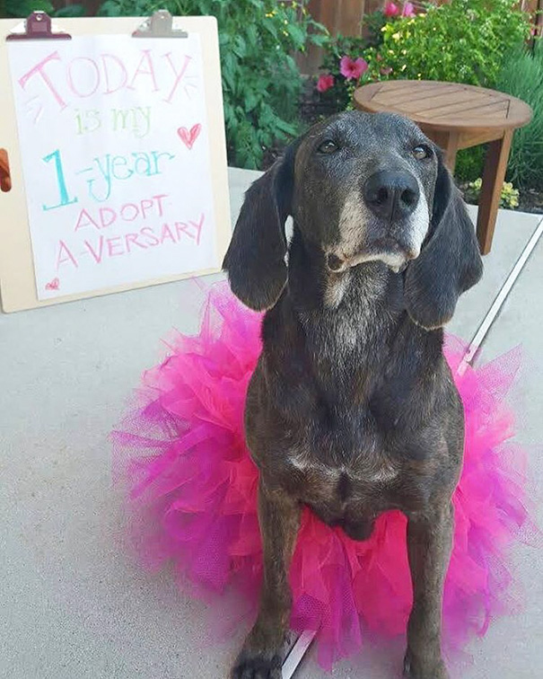 Happy 1 Year Adoption To 11-Year-Old Watermelon!