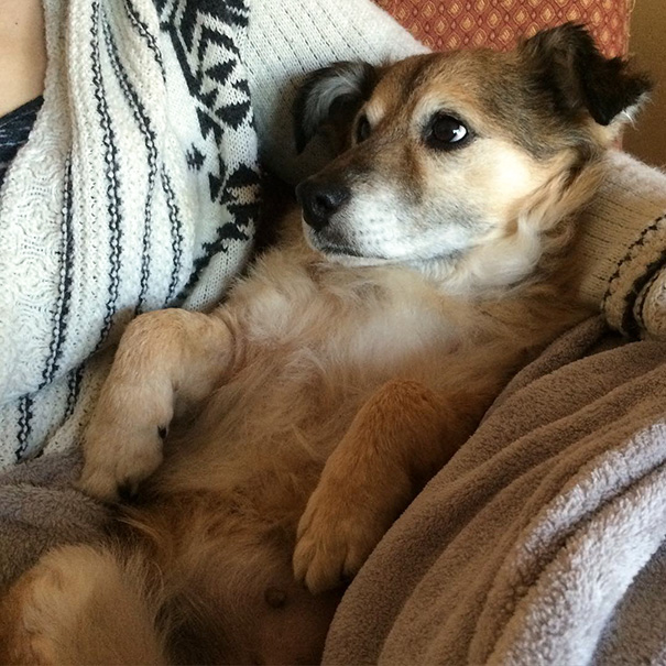 Foxy, My 11-Year-Old Baby On My Lap 6 Weeks After I Adopted Her
