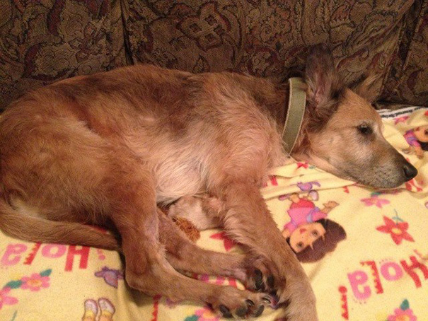 Adopted A 16-Year-Old Dog That Nobody Wanted