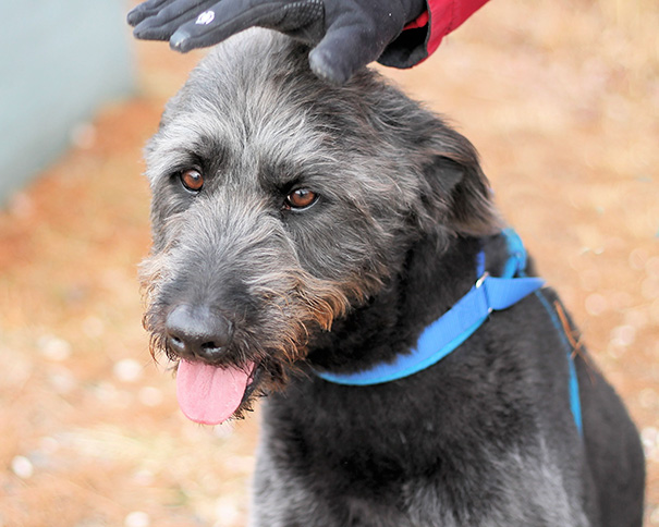 Barney, A Sweet 7-Year-Old Labradoodle Was Finally Adopted!
