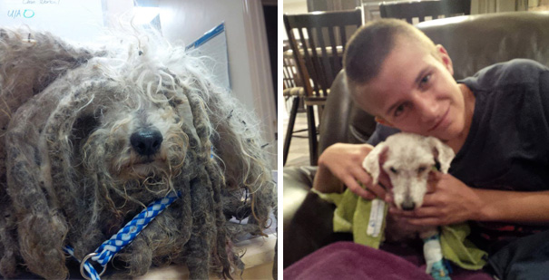 6-Year-Old Shreck Was Found In The Street Looking Nothing Like A Dog. He Was Rescued And Soon Found His New Home!