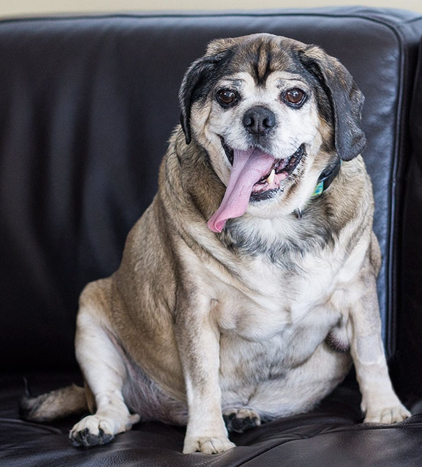 Meet Henry. This 10-Year-Old Chubby Puggle Spent Months In The Local Shelter Until Was Adopted