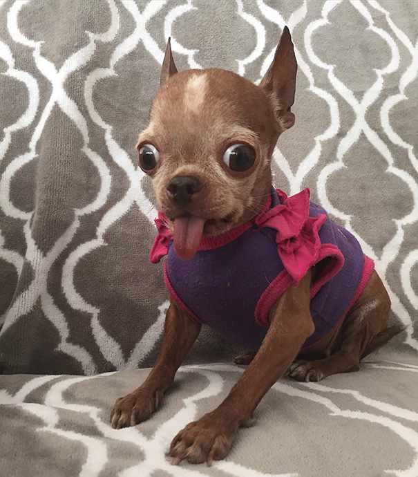 Lil Baby Boogie Lives Up To Her Name: This Senior Rescue Pup Has Some Pretty Sweet Dance Moves