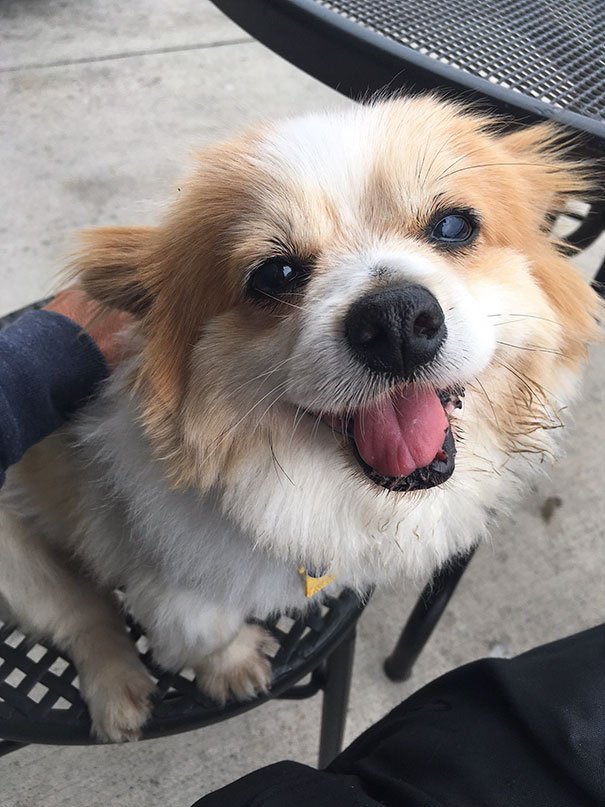 I Adopted A 10-Year-Old Dog With No Lower Canines, So Her Smile Is A Bit Gummy, And Adorable