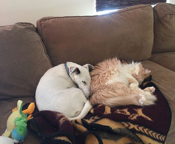 It's Taken A Full Year, But One Of Our Cats Has Finally Warmed Up To Our Adopted Senior Dog. Found Them Like This Today