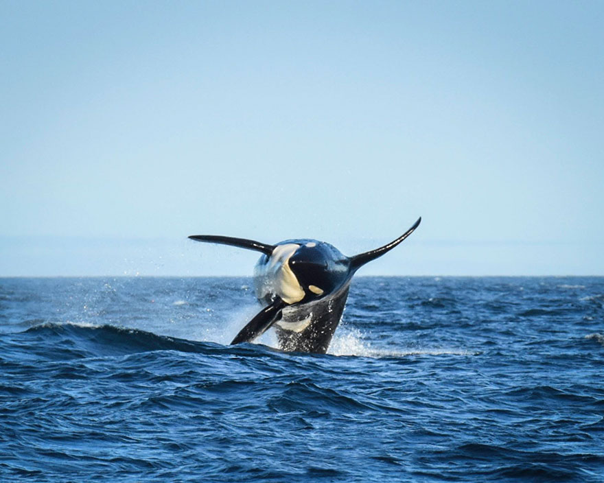 oldest-orca-killer-whale-granny-j2-heather-macIntyre-5