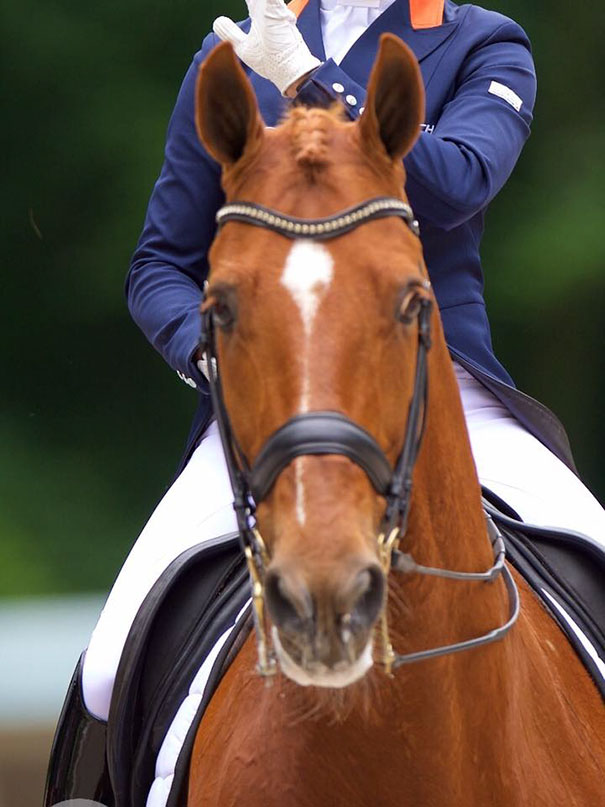 olympic-athlete-saves-horse-parzival-adelinde-cornelissen-2