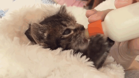 orphaned-kitten-foster-eli-1