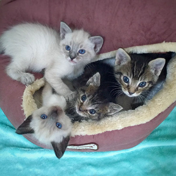 orphaned-kitten-foster-eli-3