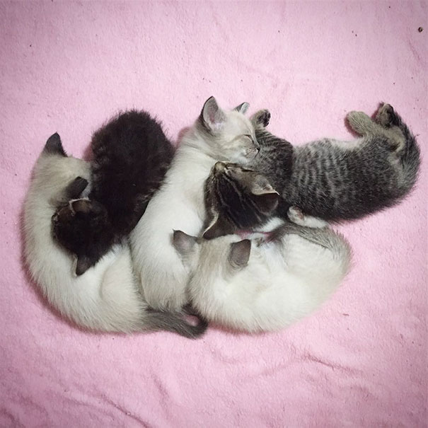 orphaned-kitten-foster-eli-4