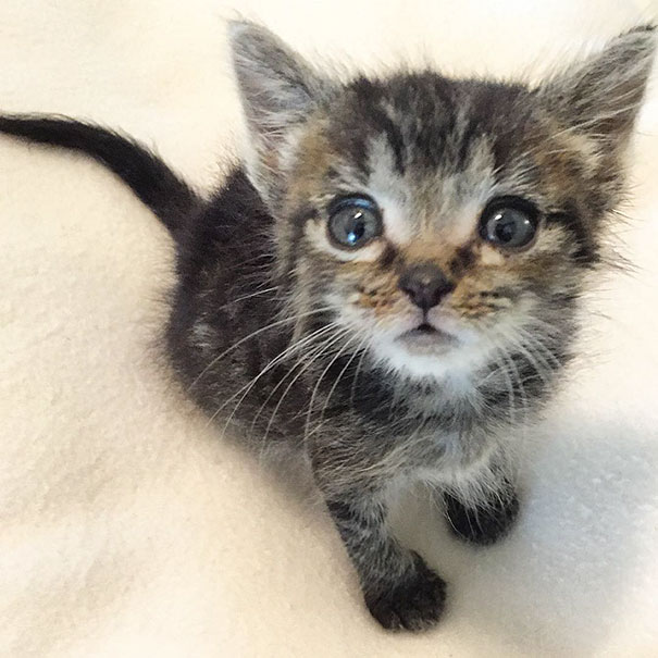 orphaned-kitten-foster-eli-6