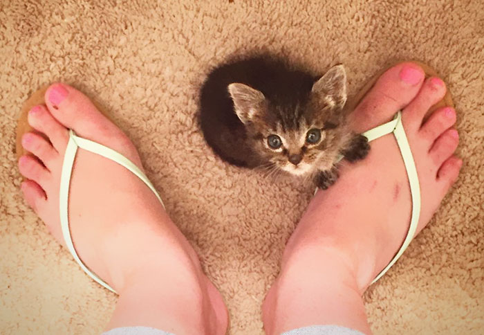 Kitten Orphaned Since He Was Born Now Wouldn’t Let Go Of His 2 New Mamas