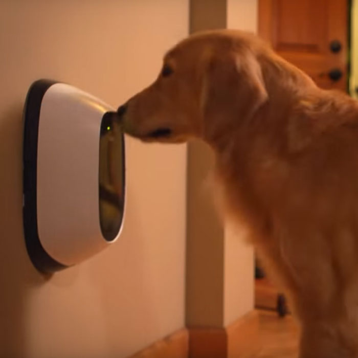 This Device Lets You Video Chat With Your Pet While You're Away