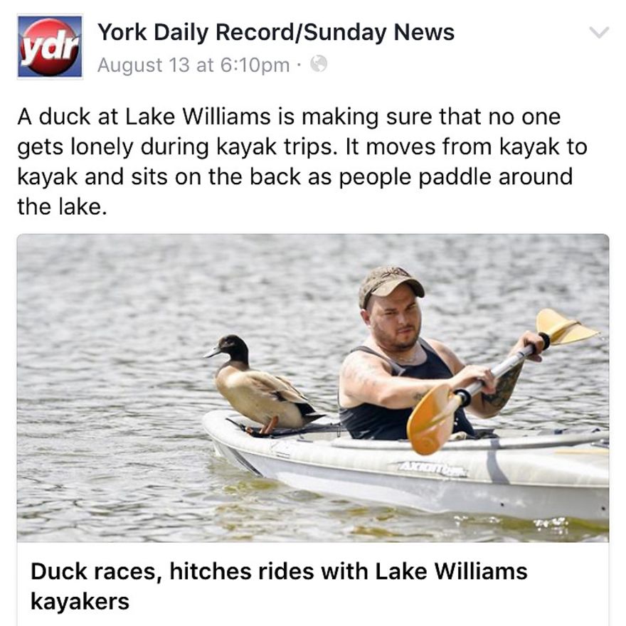 Duck Hitches Rides With Kayakers